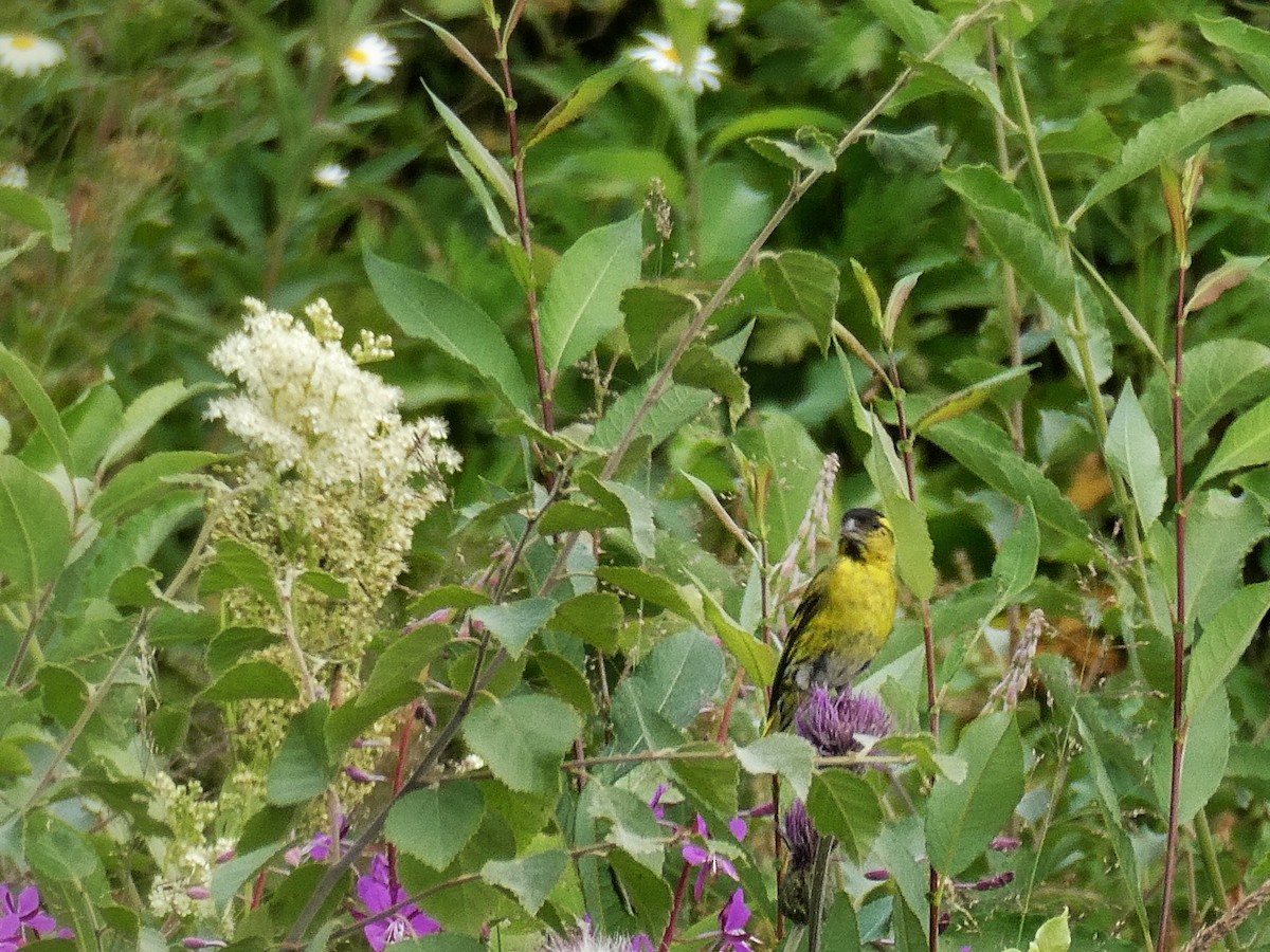 Eurasian Siskin - ML639286091