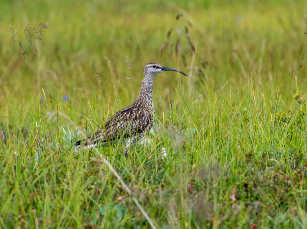 チュウシャクシギ - ML639286151