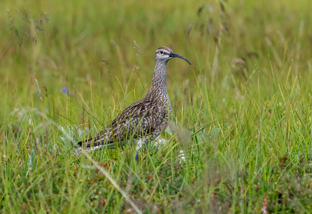 チュウシャクシギ - ML639286153