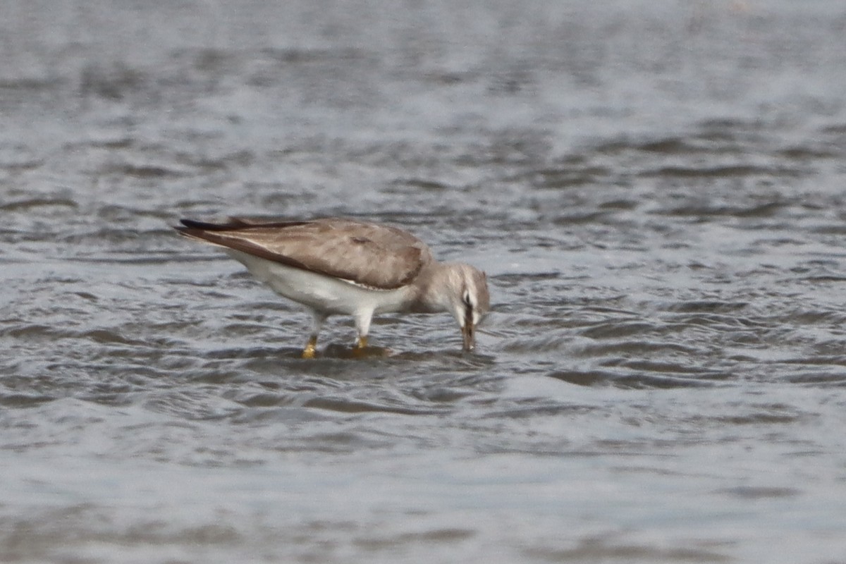 Gray-tailed Tattler - ML639286186