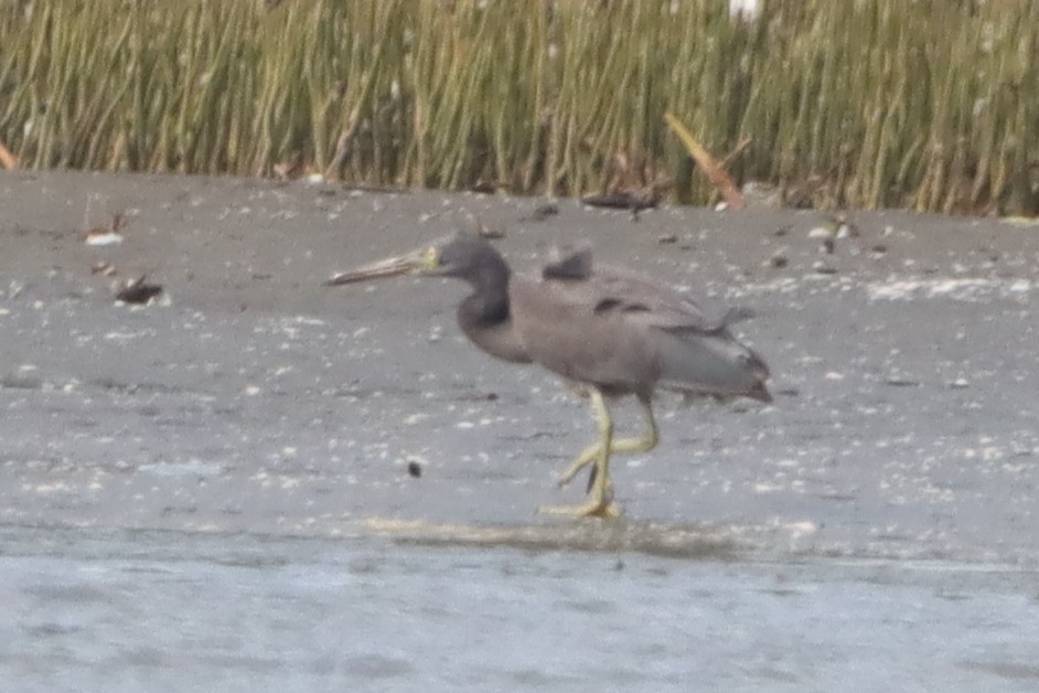 Pacific Reef-Heron - ML639286189
