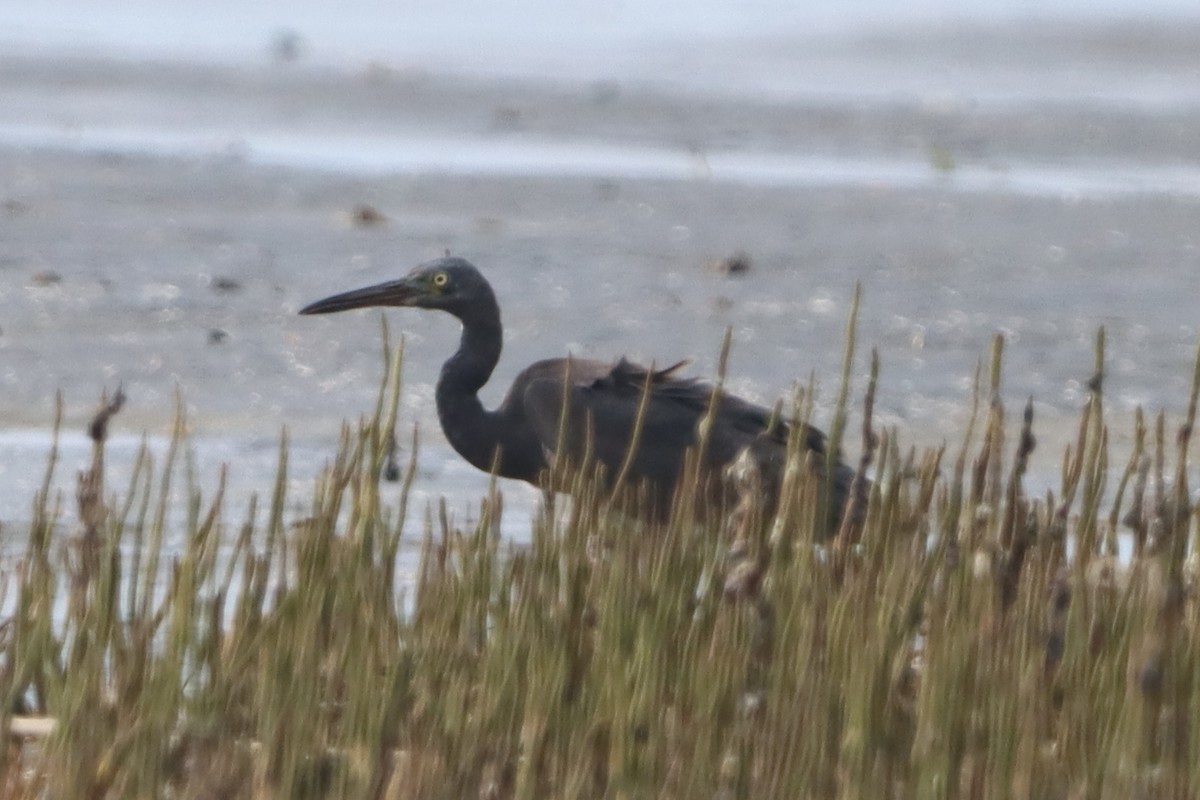 Pacific Reef-Heron - ML639286190