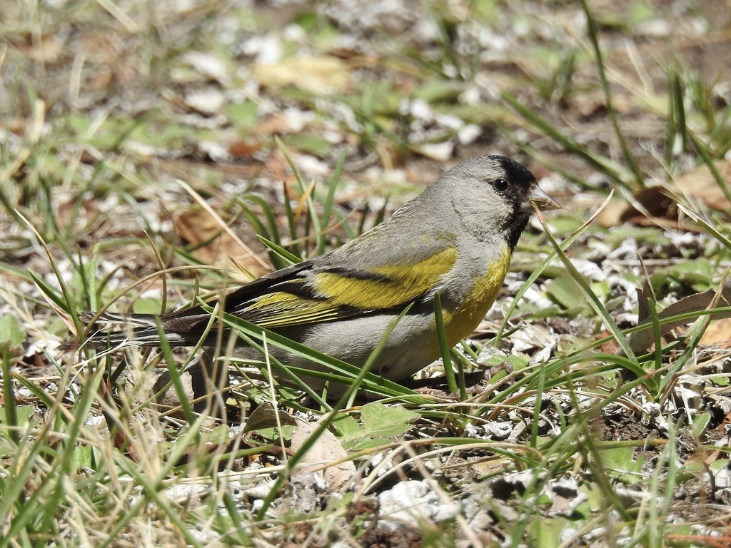 Lawrence's Goldfinch - ML639286211