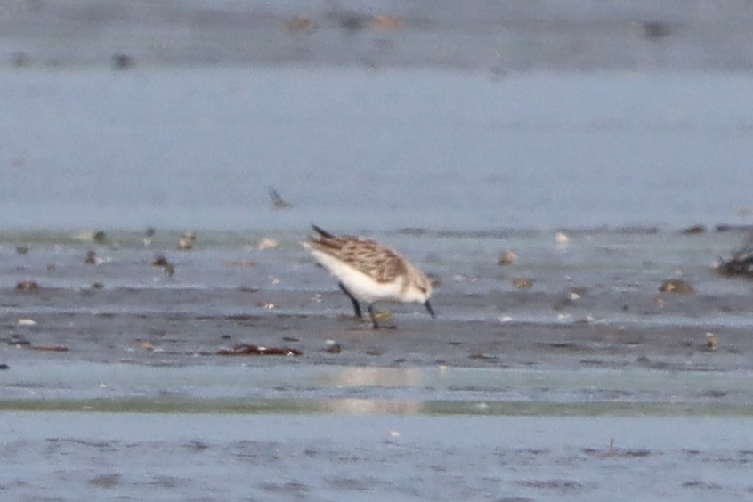 Red-necked Stint - ML639286221