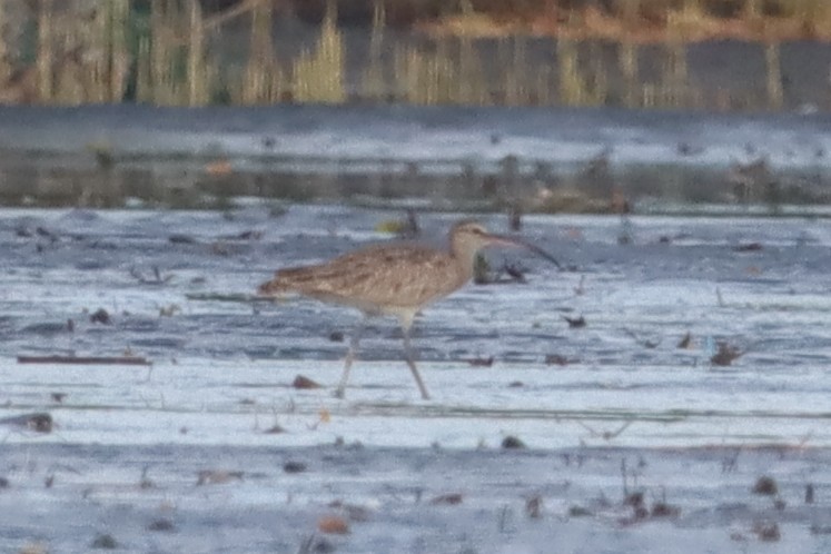 Whimbrel - ML639286234