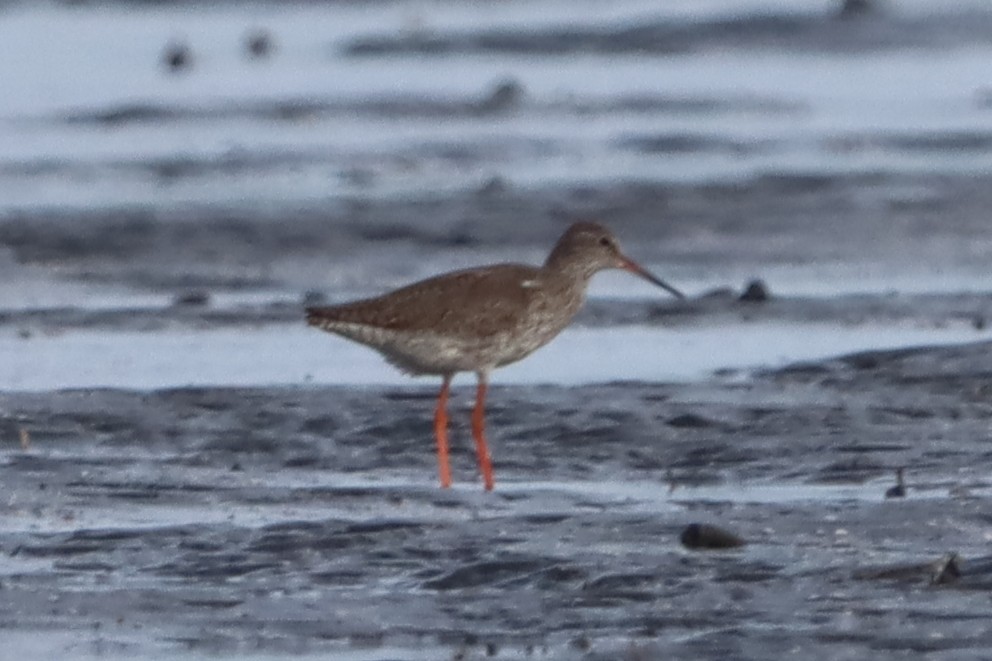 Common Redshank - ML639286235