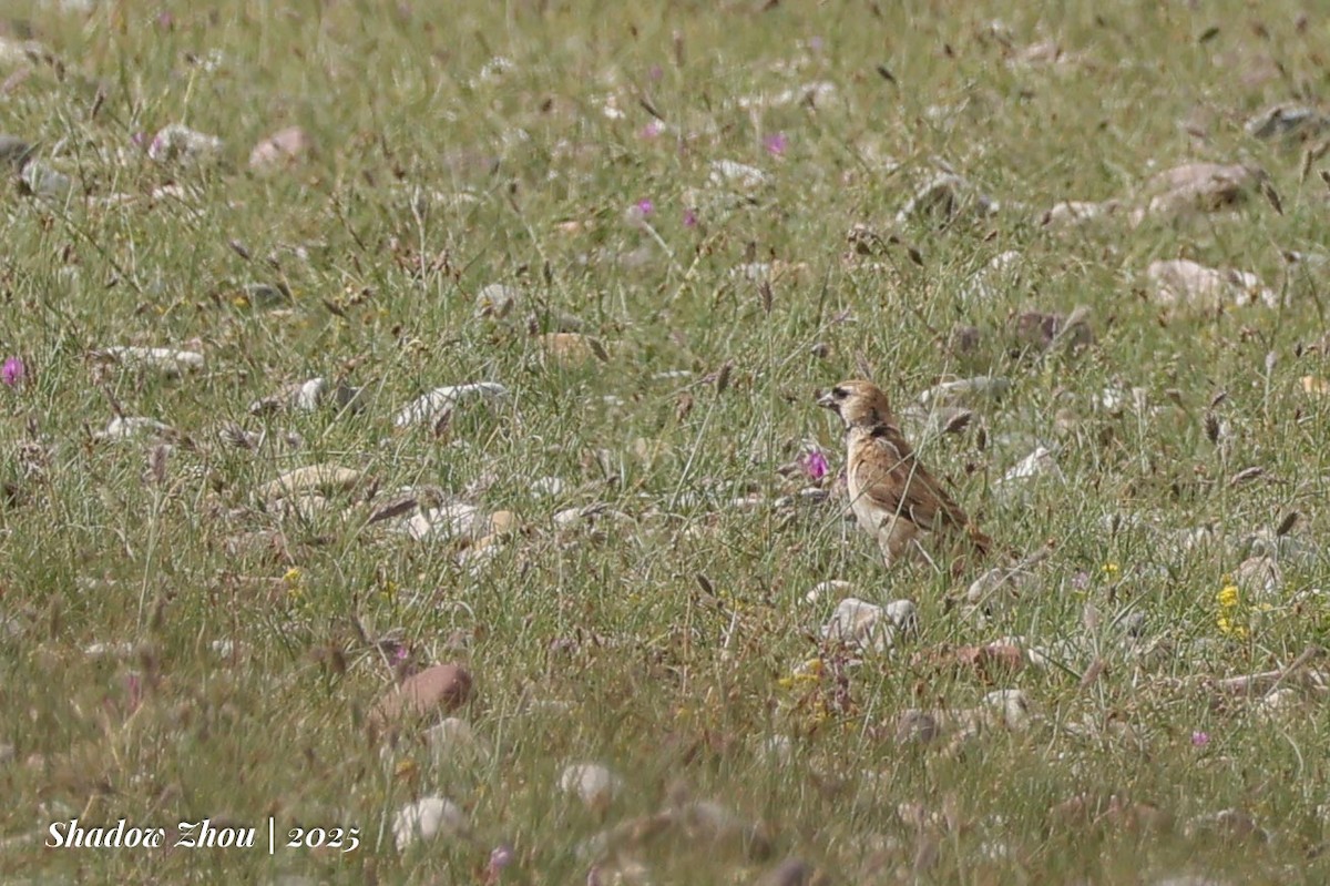 Pere David's Snowfinch - ML639286238