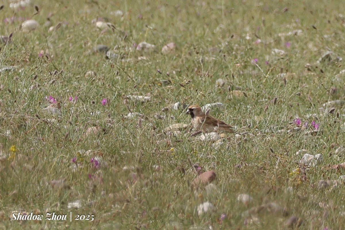 Pere David's Snowfinch - ML639286239