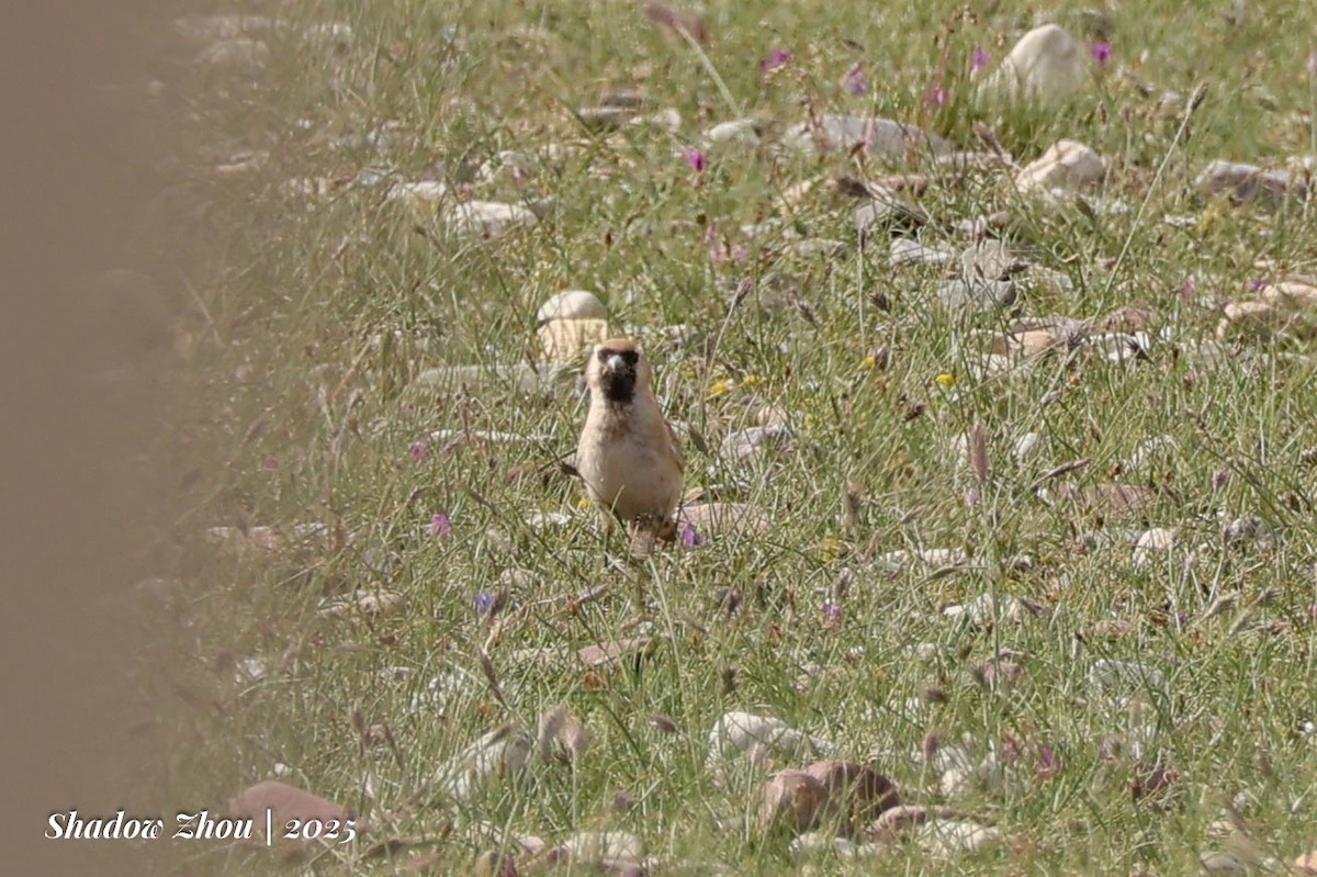 Pere David's Snowfinch - ML639286240