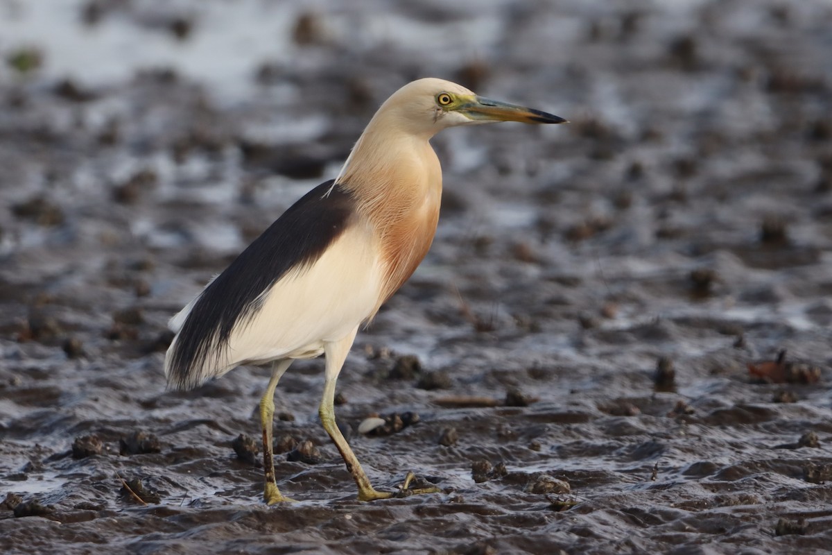 Javan Pond-Heron - ML639286257