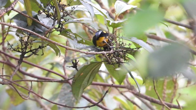 Orange-bellied Euphonia - ML639286258