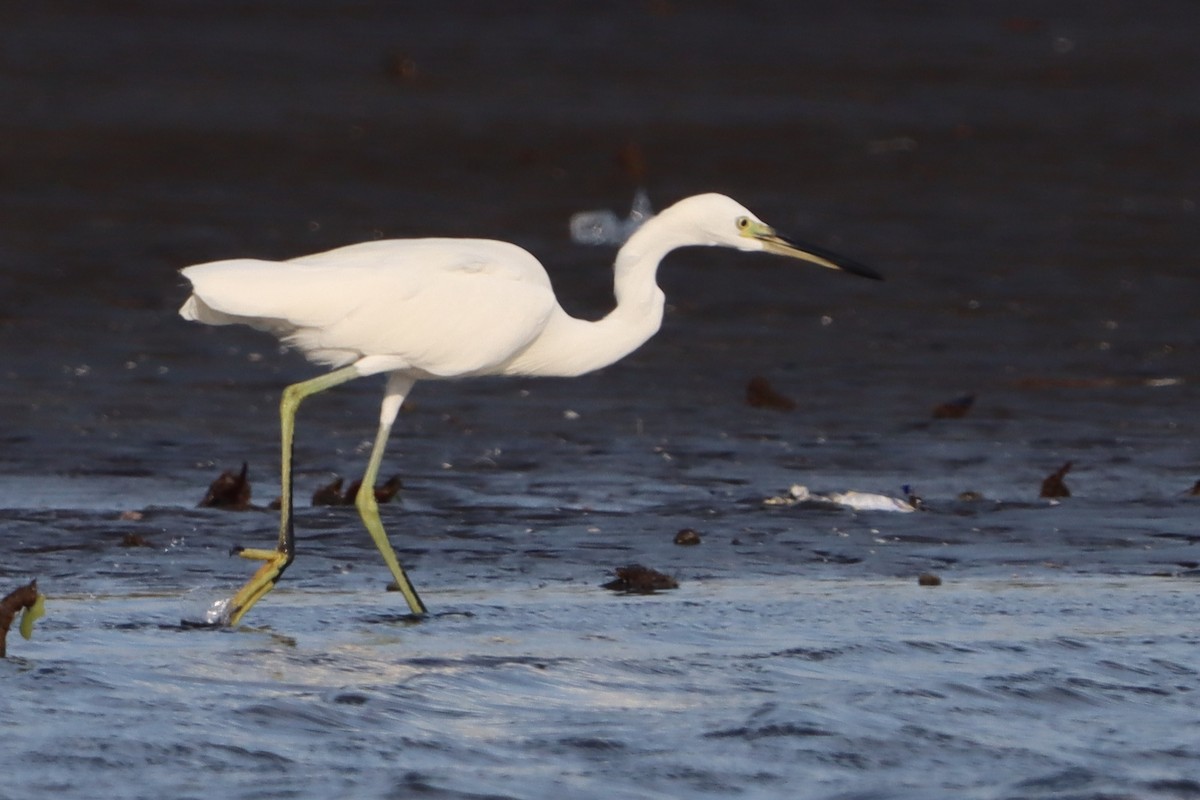 Chinese Egret - ML639286330