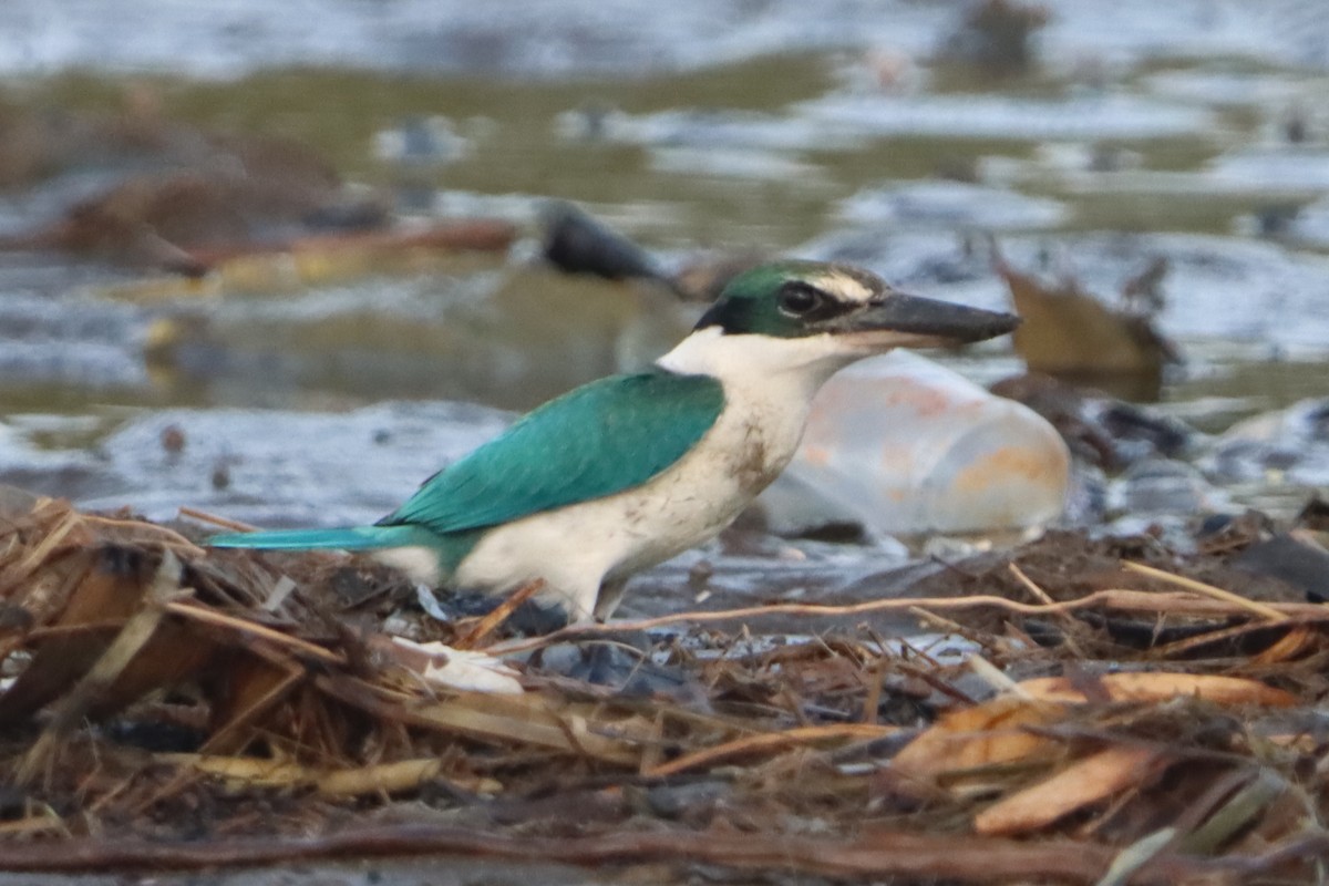 Collared Kingfisher - ML639286340