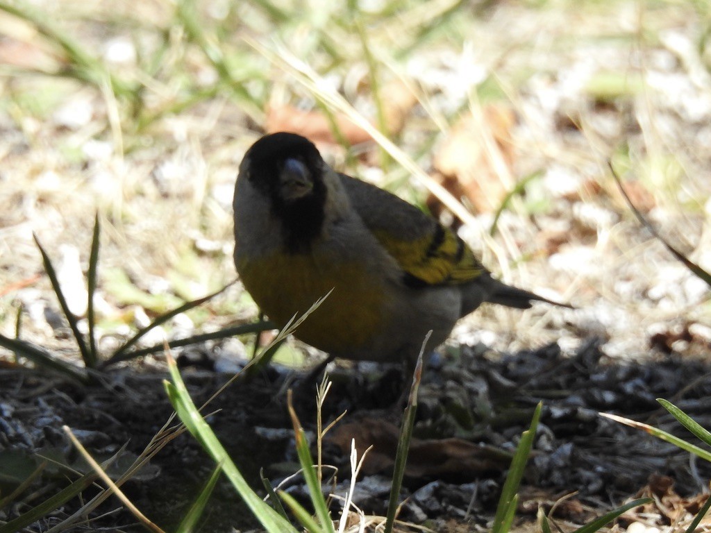 Lawrence's Goldfinch - ML639286341