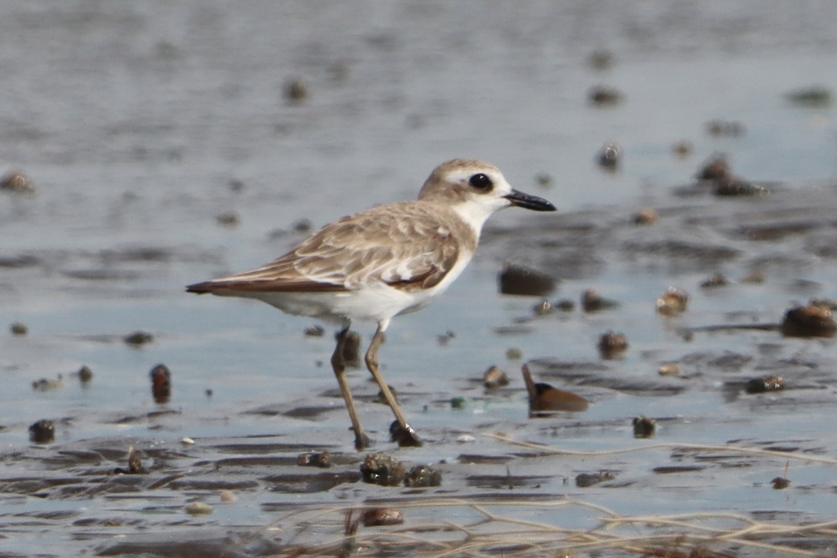 Greater Sand-Plover - ML639286359