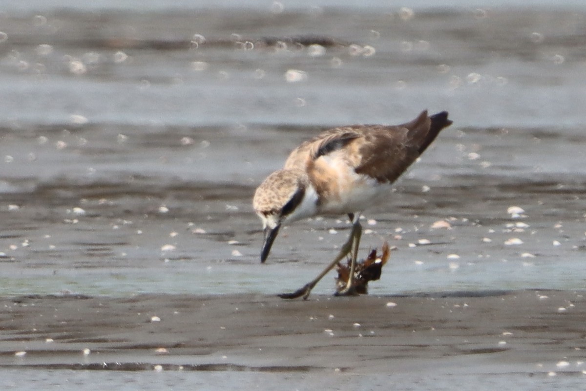 Greater Sand-Plover - ML639286360