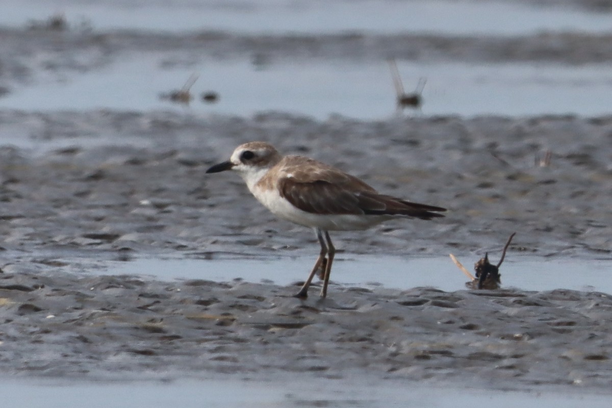 Greater Sand-Plover - ML639286361