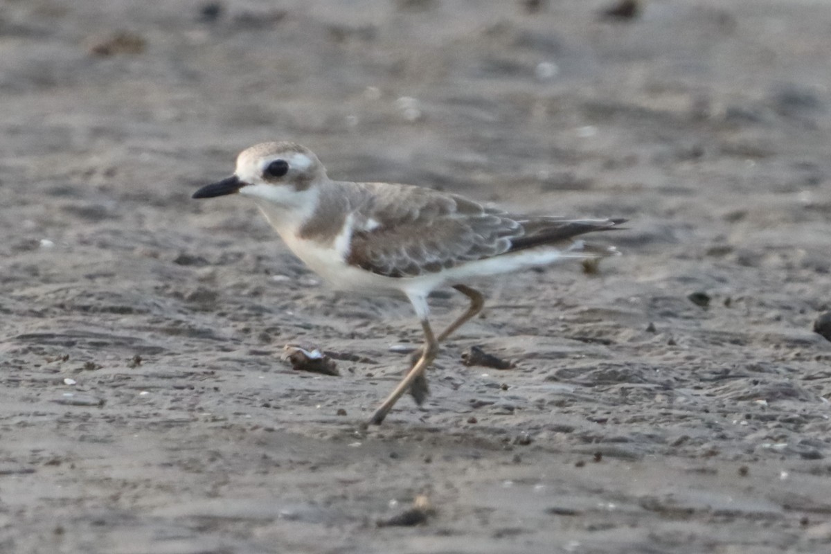 Greater Sand-Plover - ML639286362