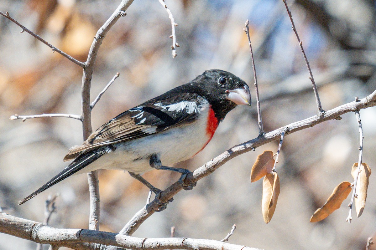 Rose-breasted Grosbeak - ML639286399