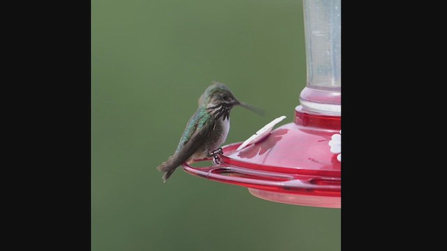 Calliope Hummingbird - ML639286581