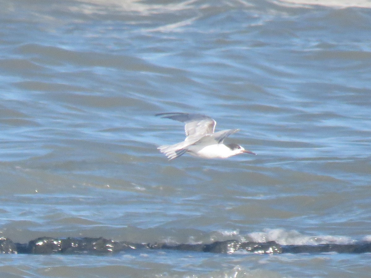Common Tern (hirundo/tibetana) - ML639286607