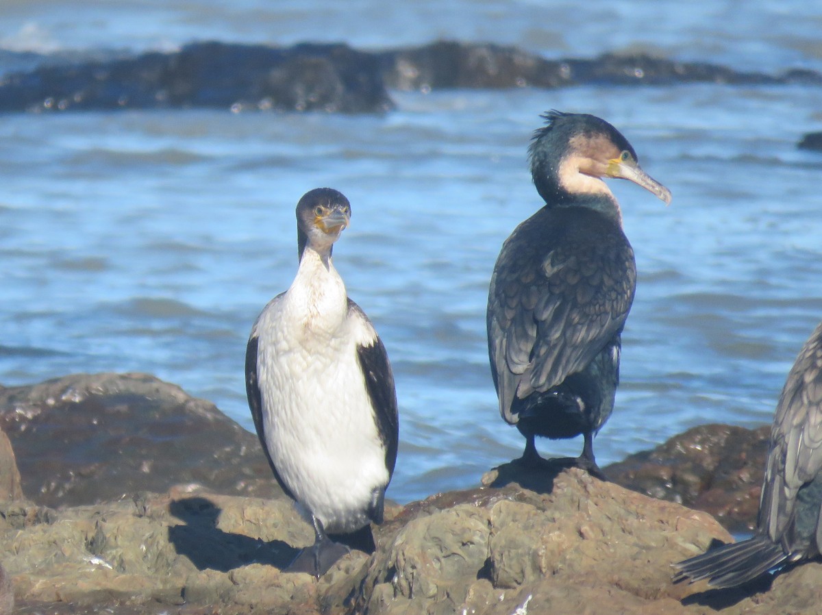 Great Cormorant (White-breasted) - ML639286610