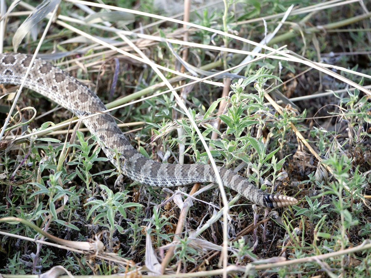 Prairie Rattlesnake - ML639286611