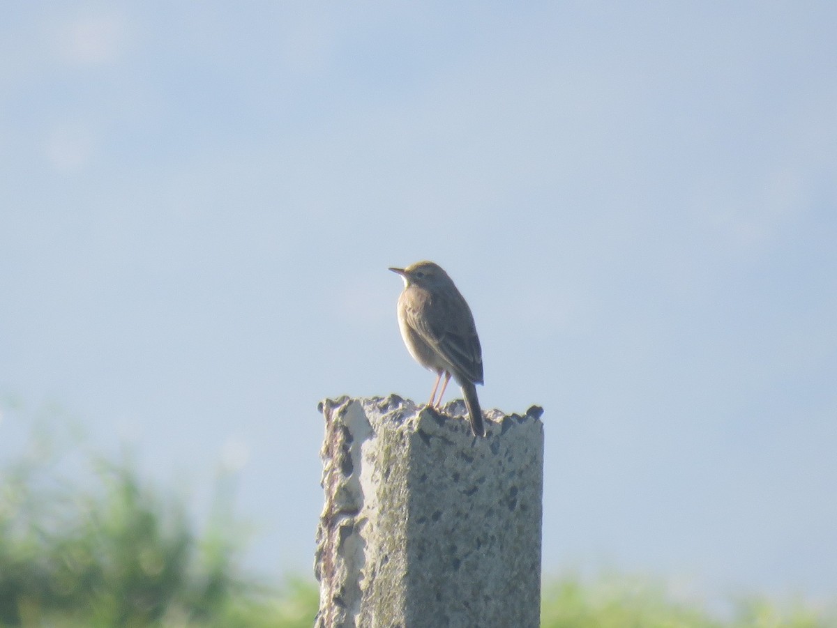 African Pipit (African) - ML639286617