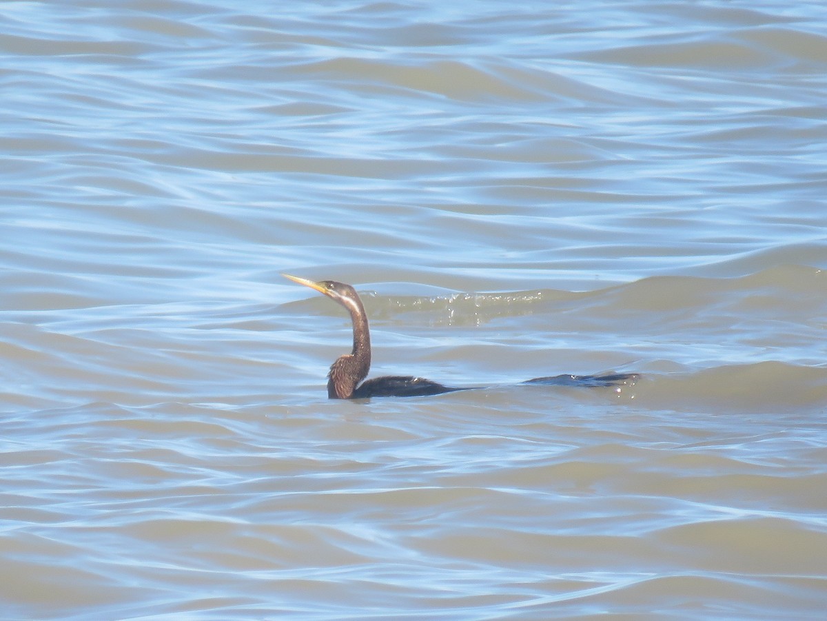 African Darter - ML639286618