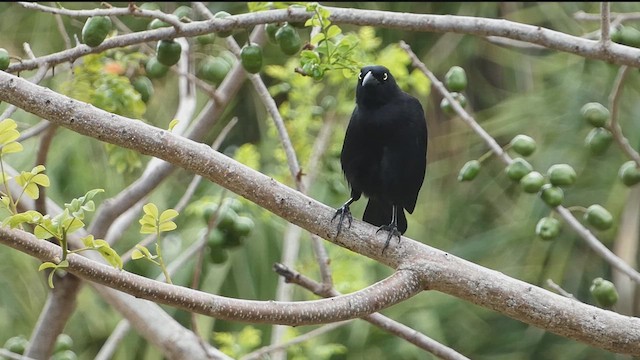 Carib Grackle - ML639286635