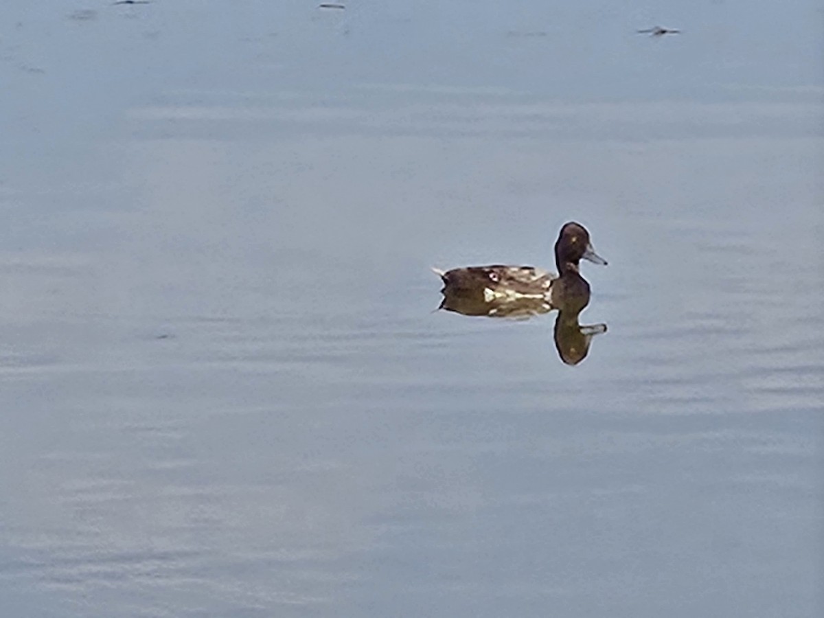 Lesser Scaup - ML639286724