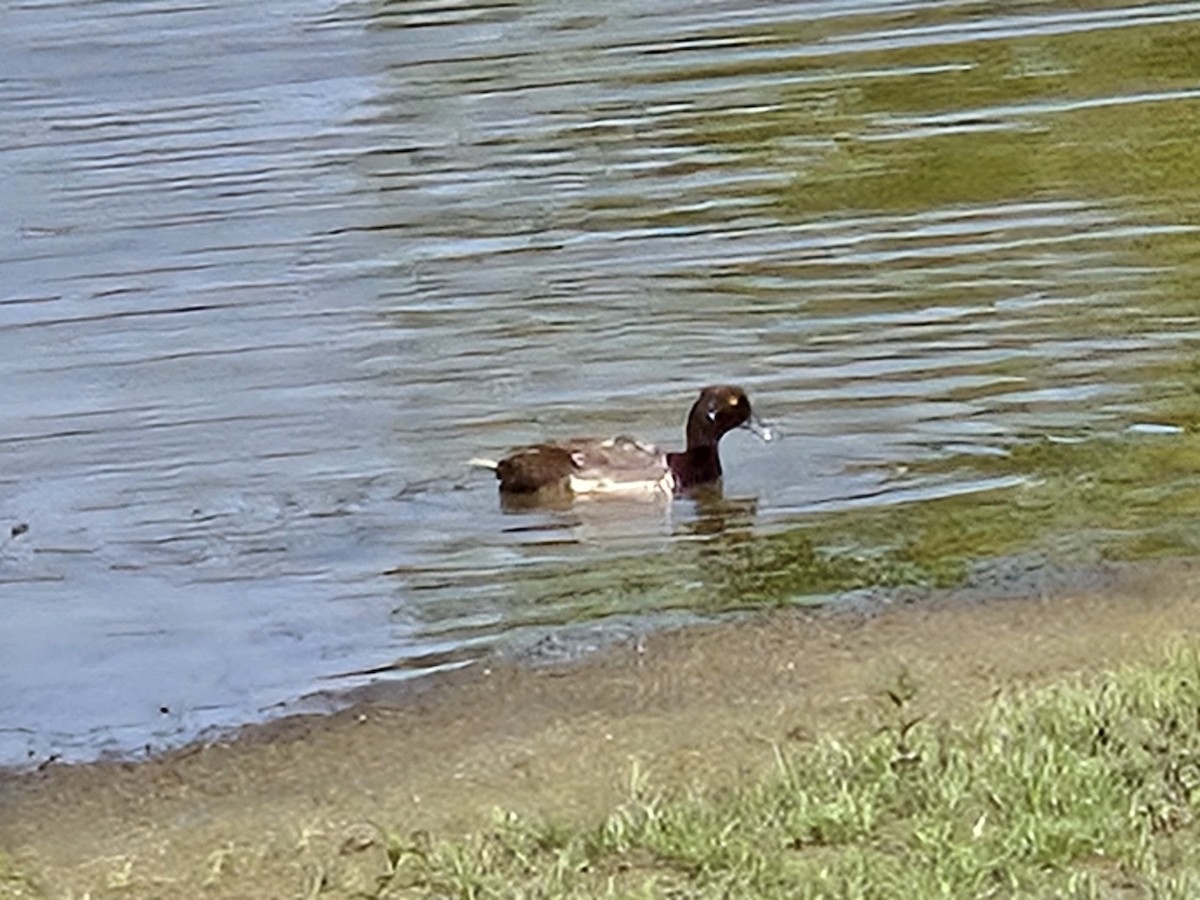 Lesser Scaup - ML639286771