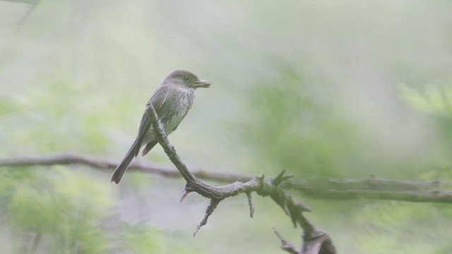 tyranovec domácí - ML639286924