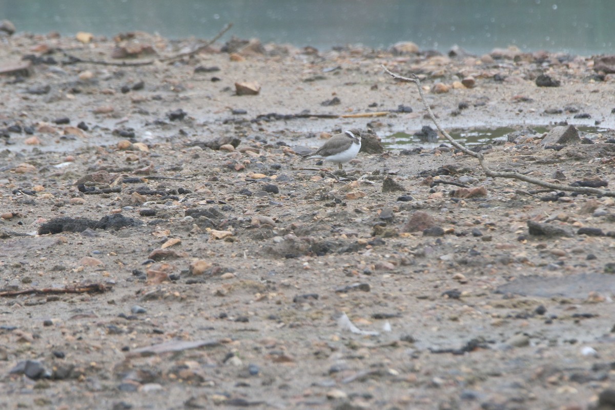 Little Ringed Plover - ML639286984