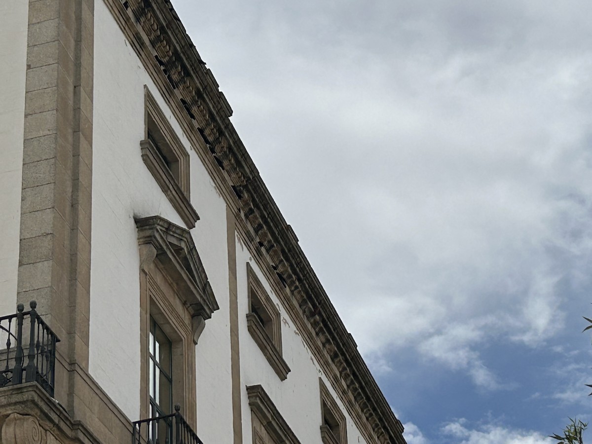 Eurasian Jackdaw - ML639286999