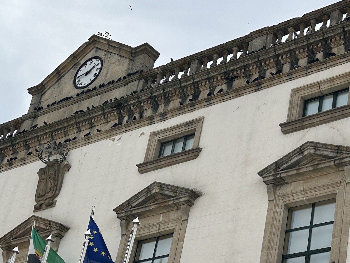 Eurasian Jackdaw - ML639287001