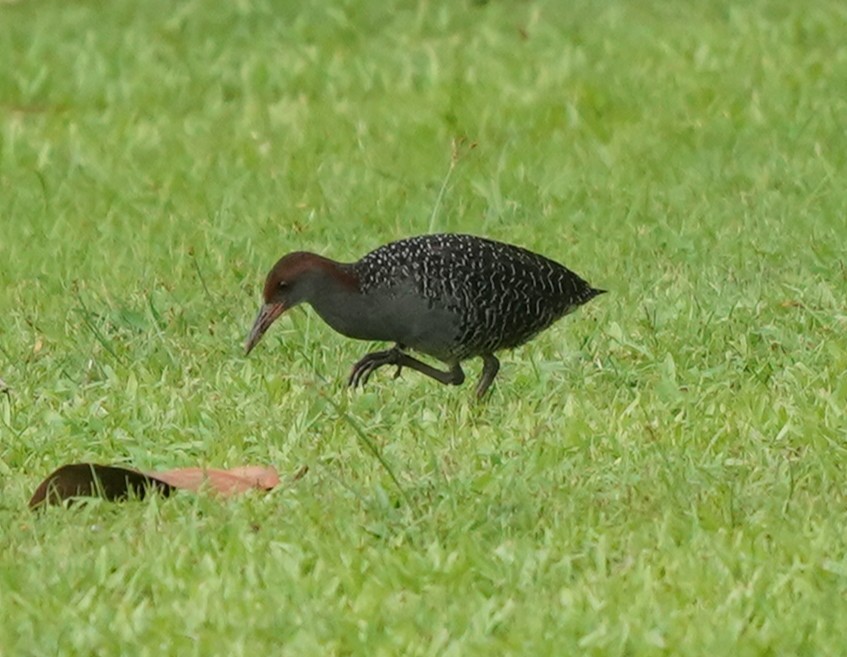 Slaty-breasted Rail - ML639287022