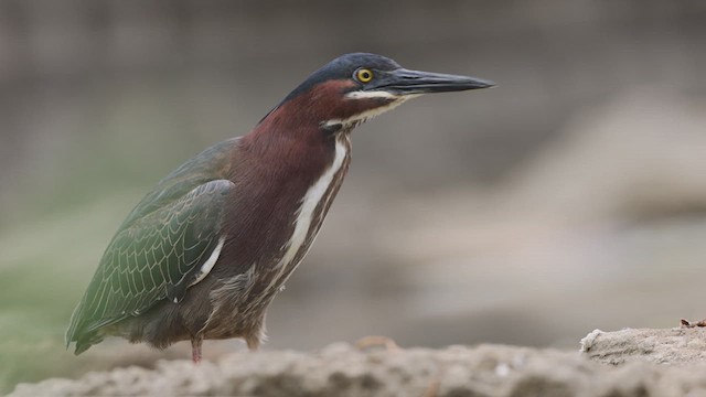 volavka zelenavá - ML639287153