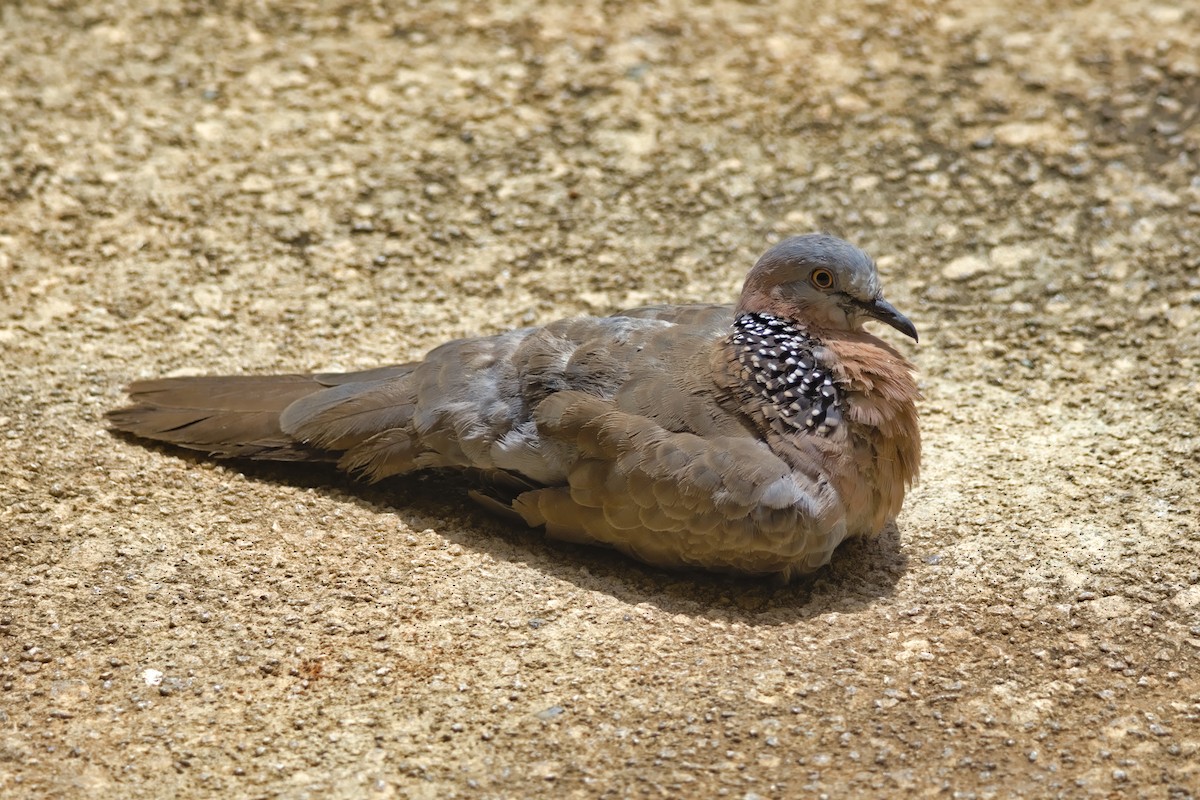Spotted Dove - ML639287154