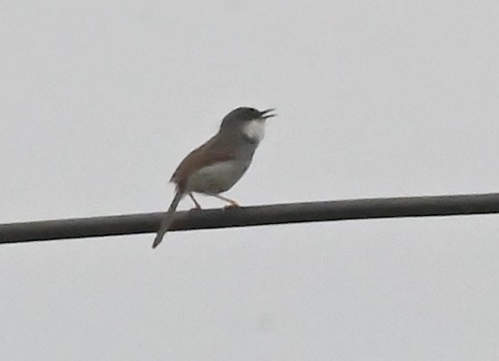 Plain Prinia - ML639287212