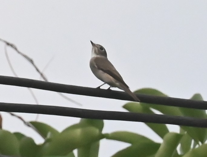 Asian Brown Flycatcher - ML639287220