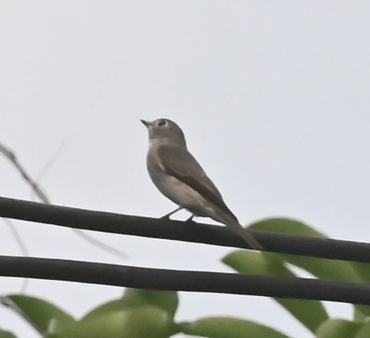 Asian Brown Flycatcher - ML639287221