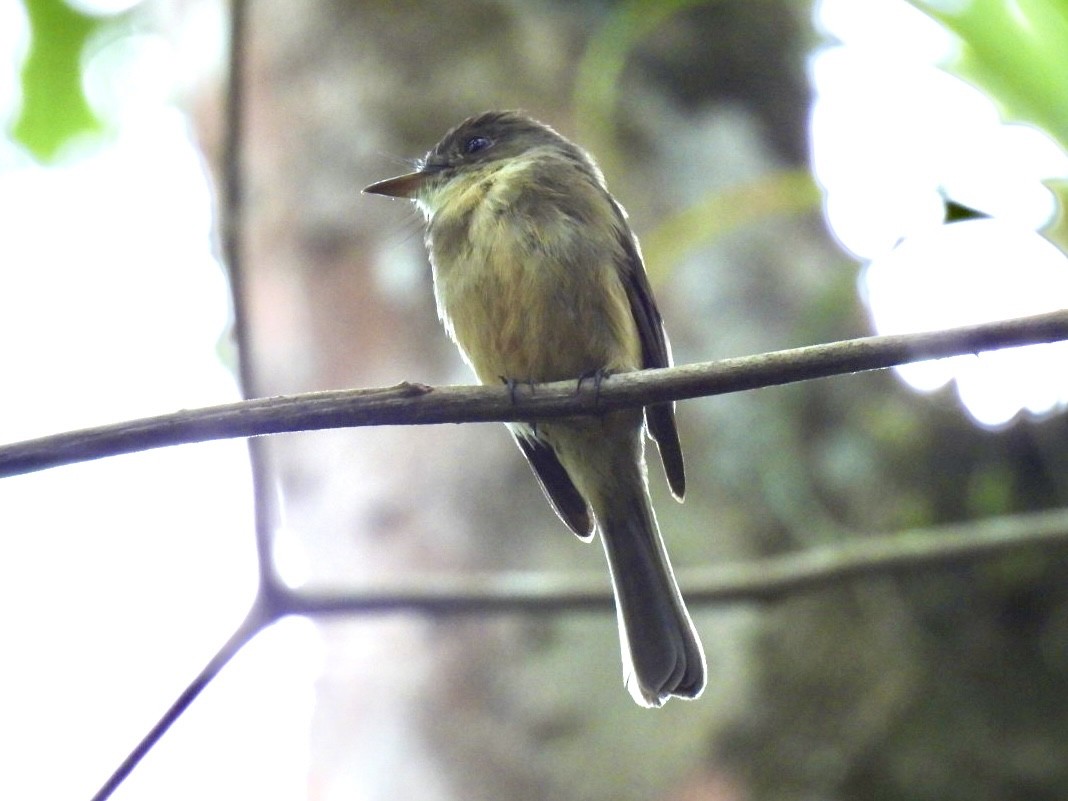 Lesser Antillean Pewee - ML639287513