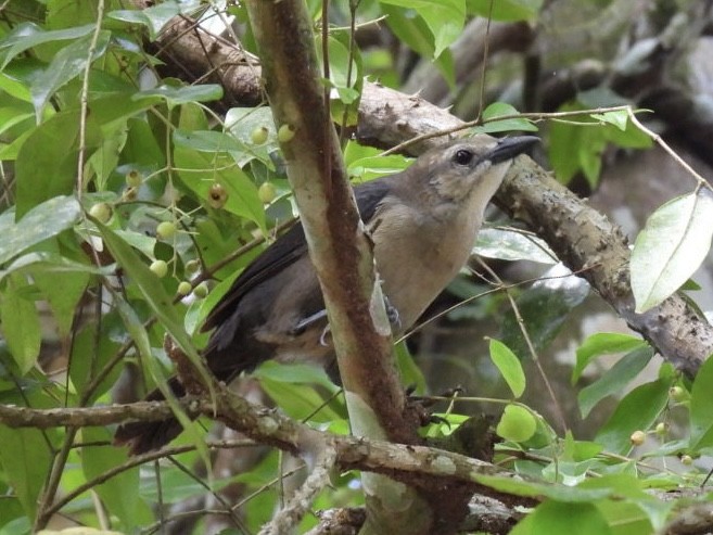 Carib Grackle - ML639287530