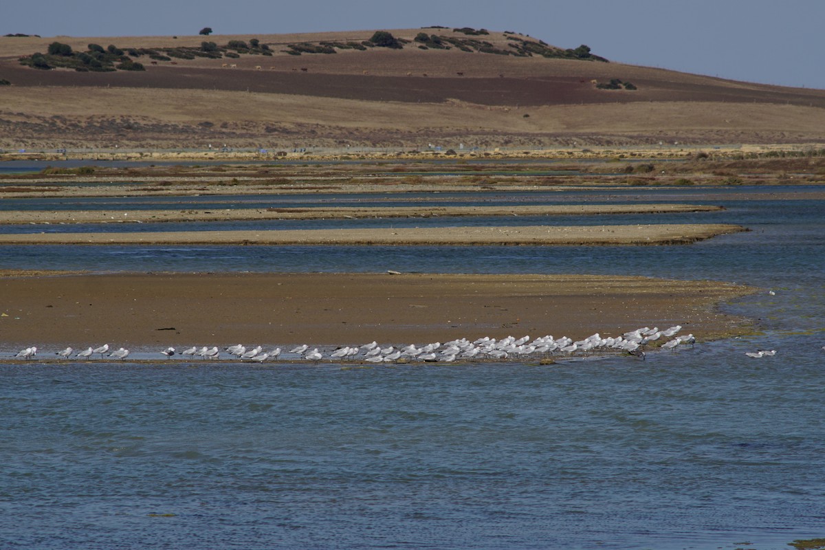 Audouin's Gull - ML639287580