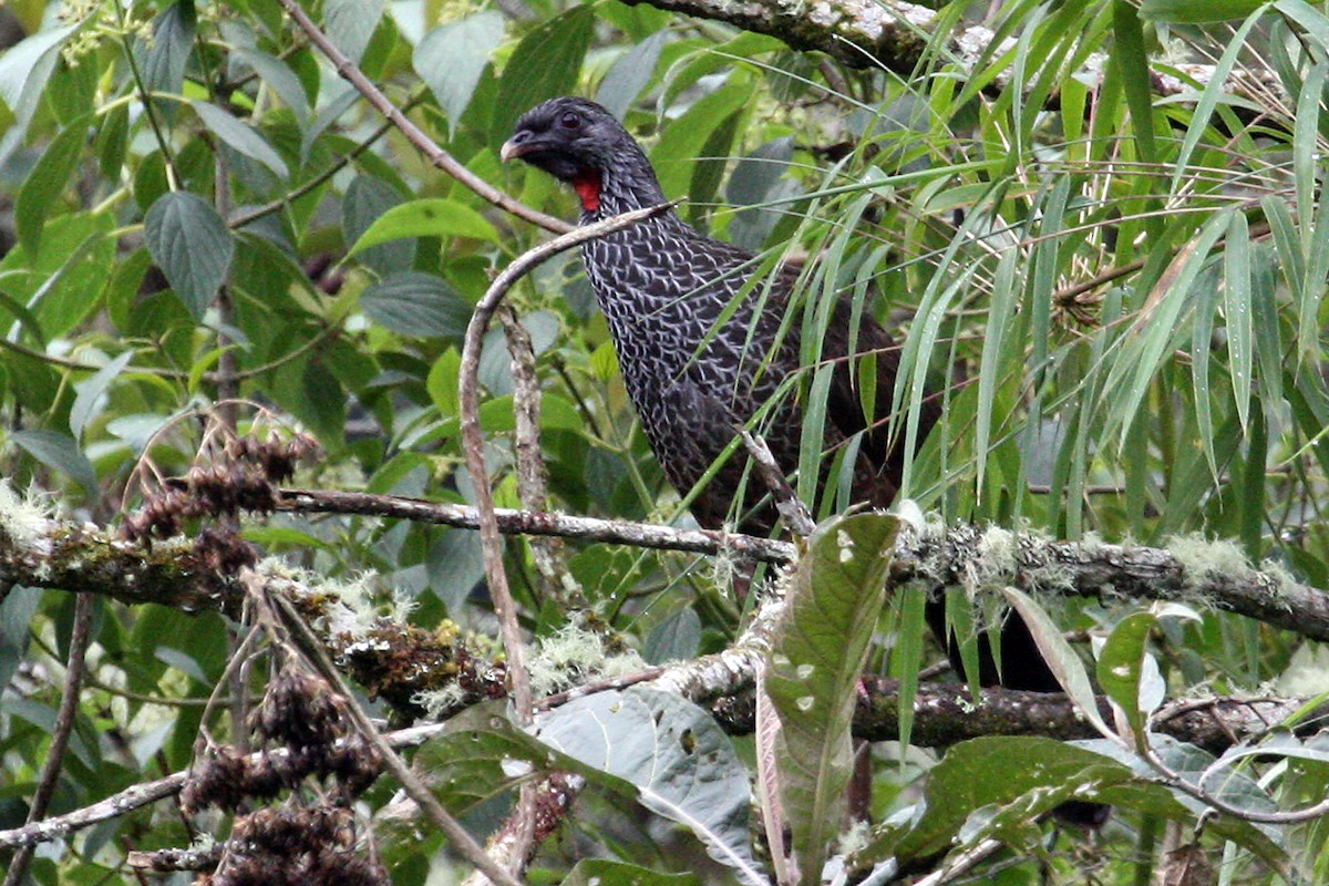 Andean Guan - ML639287651