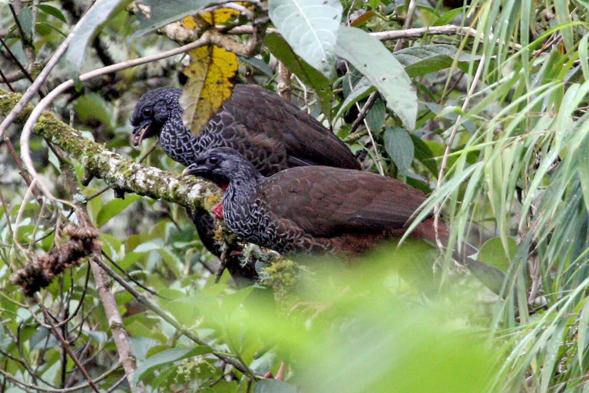 Andean Guan - ML639287653