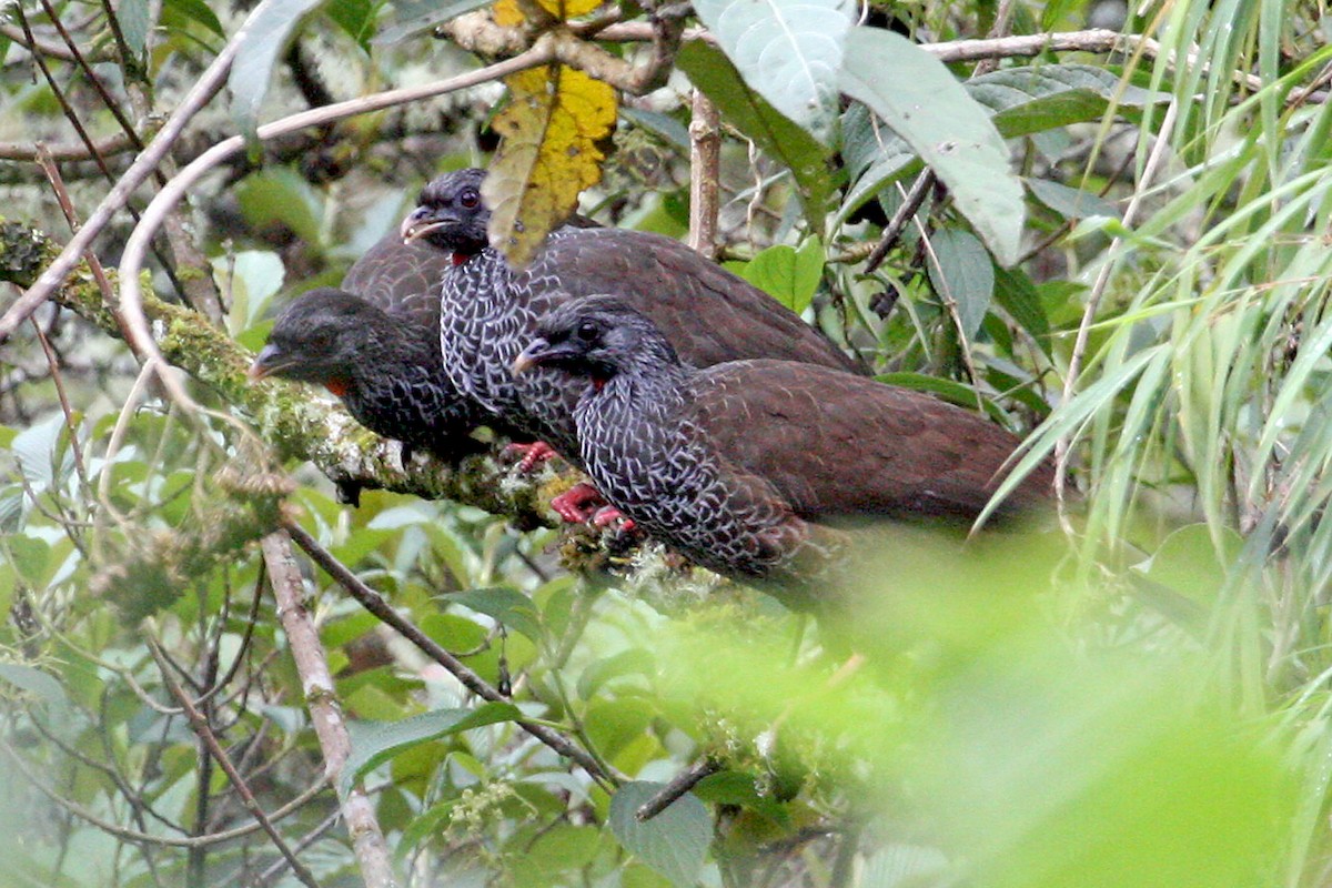 Andean Guan - ML639287656