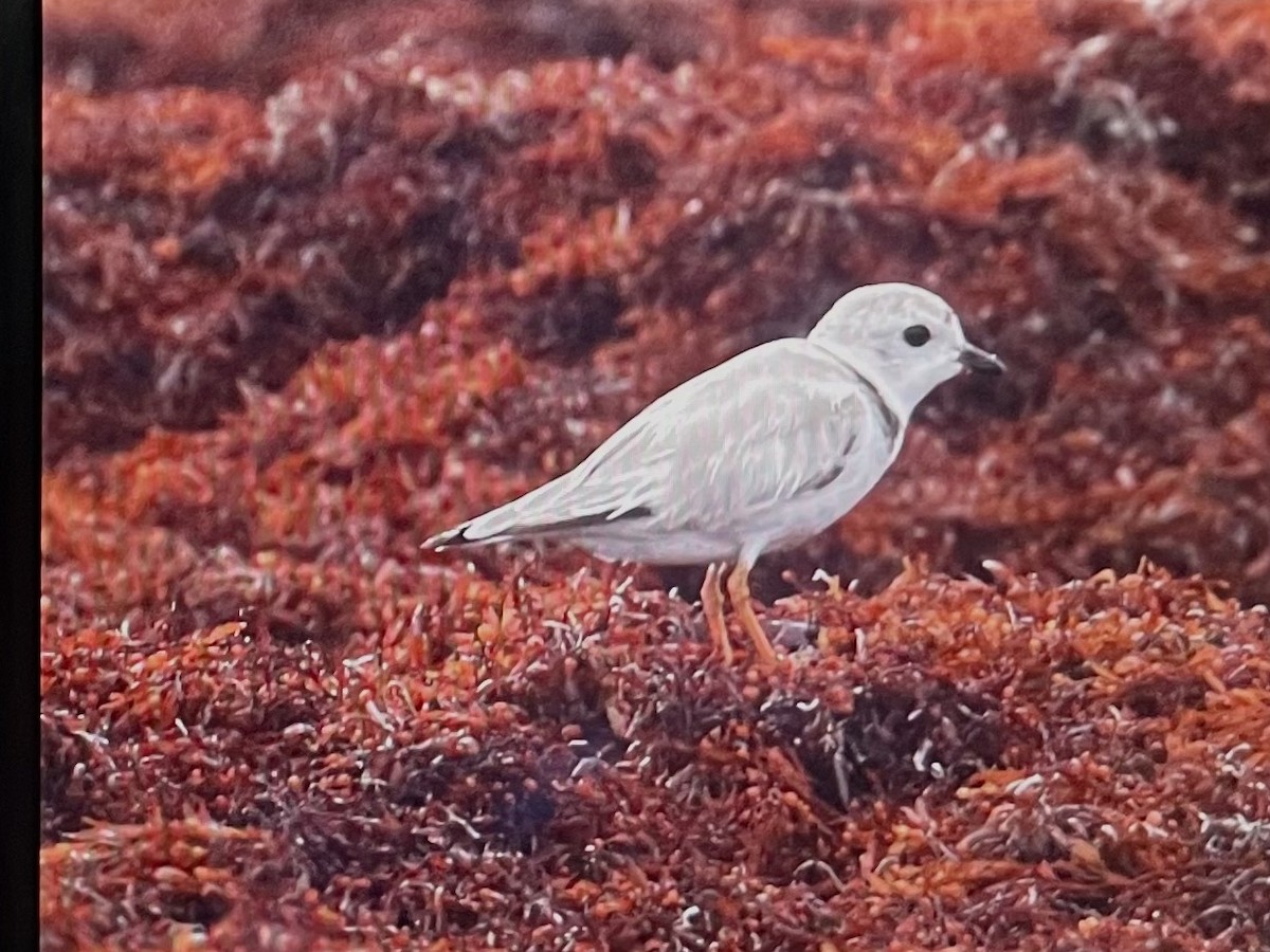 Piping Plover - ML639287735