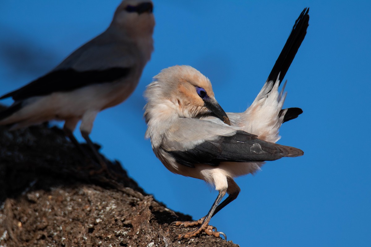 Corbin de Stresemann - ML639287739